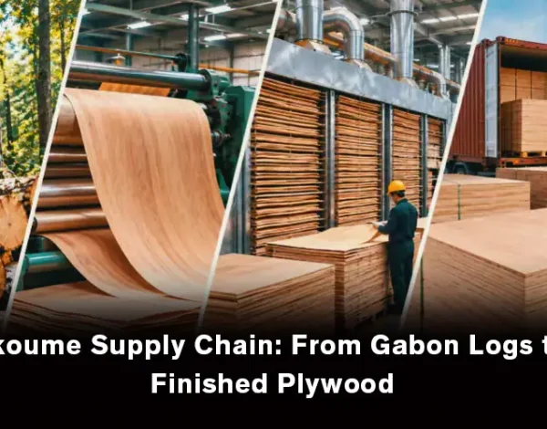Okoume supply chain from Gabon logs to finished plywood